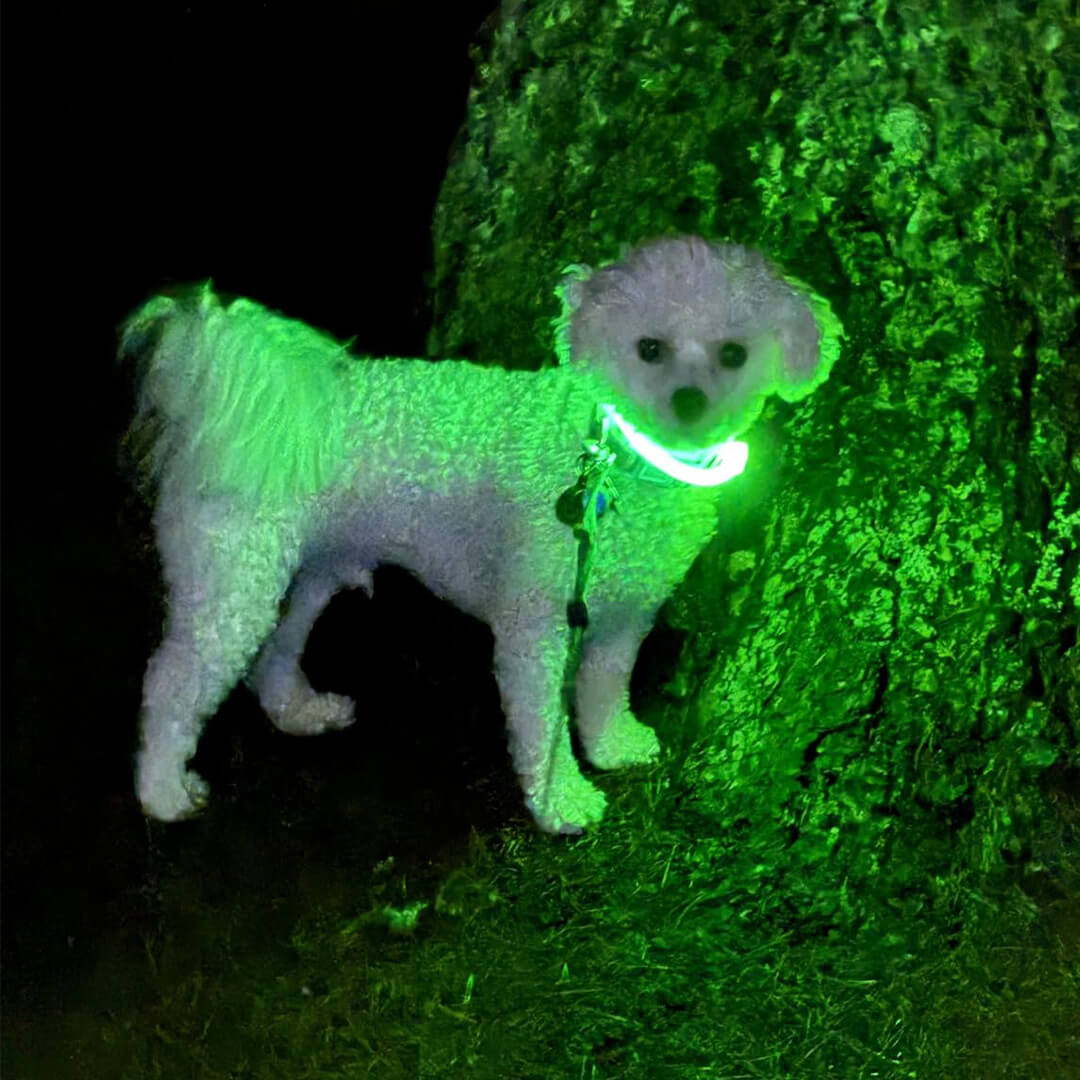 Hikerdog™ Glow Collar